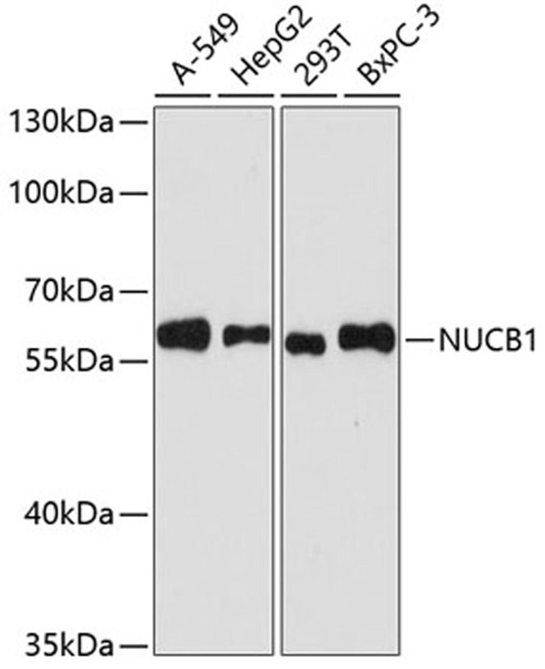 Western blot - NUCB1 antibody (A3994)