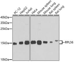 Western blot - RPL36 antibody (A7793)