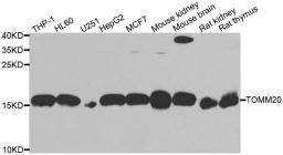 Western blot analysis of extracts of various cell lines using TOMM20 antibody