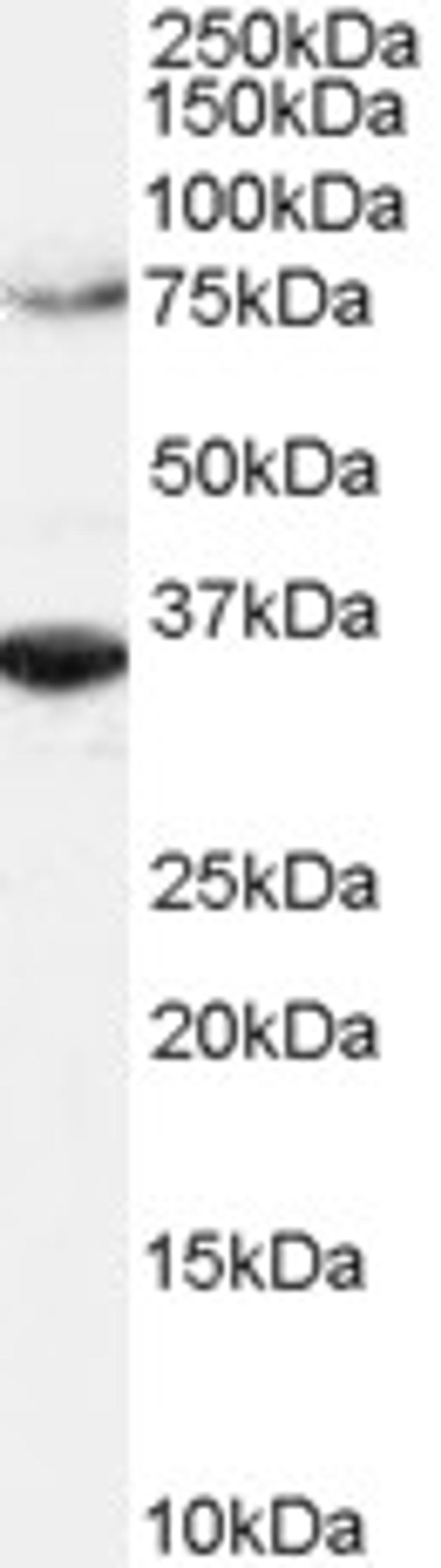 46-101 (2ug/ml) staining of Hela lysate (RIPA buffer, 1.4E5 cells per lane). Detected by chemiluminescence.