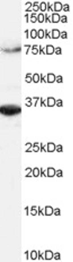 46-101 (2ug/ml) staining of Hela lysate (RIPA buffer, 1.4E5 cells per lane). Detected by chemiluminescence.