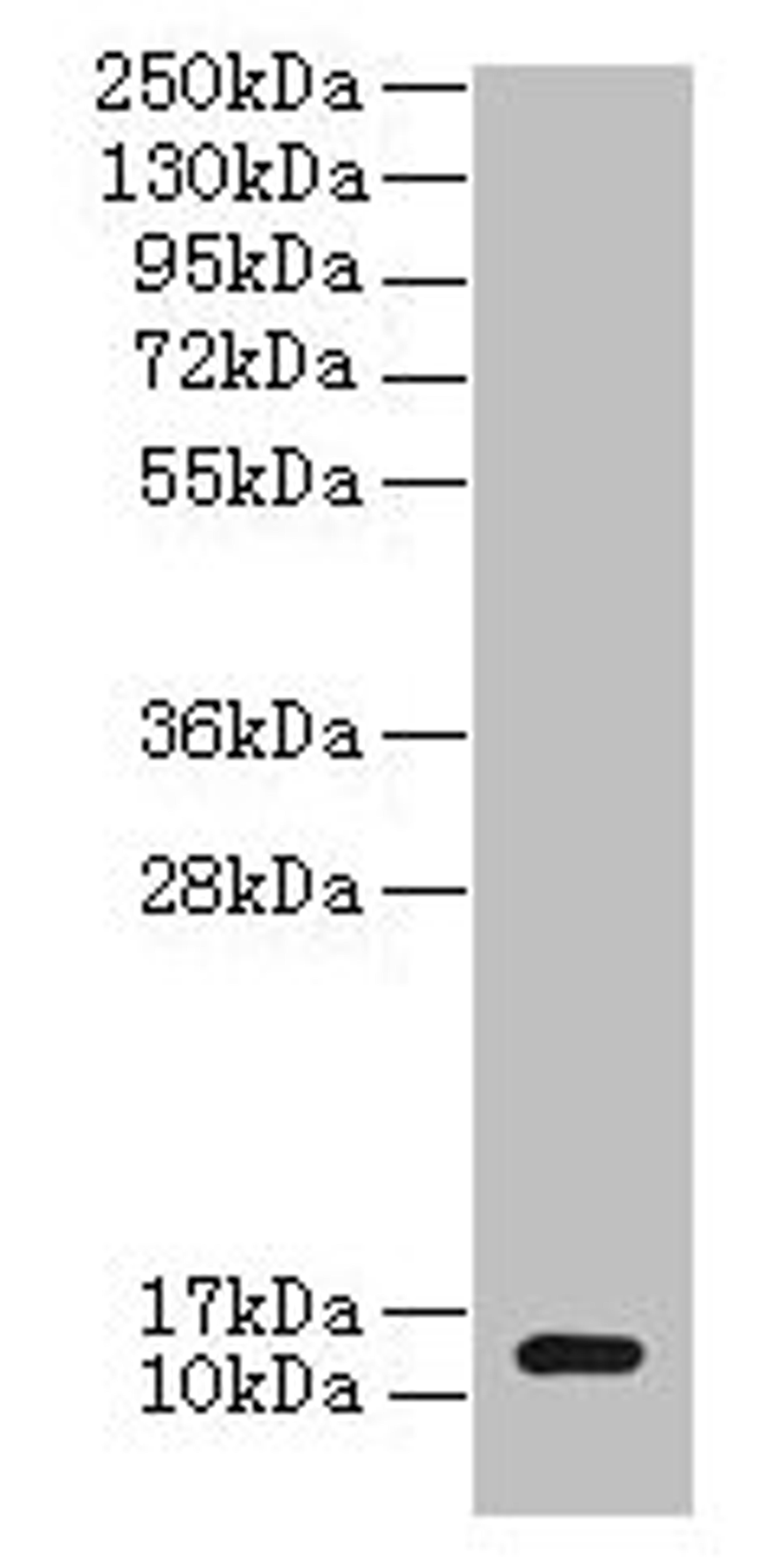 Western blot. All lanes: clpS antibody at 2µg/ml + DH5a whole cell lysate. Secondary. Goat polyclonal to rabbit IgG at 1/10000 dilution. Predicted band size: 13 kDa. Observed band size: 13 kDa