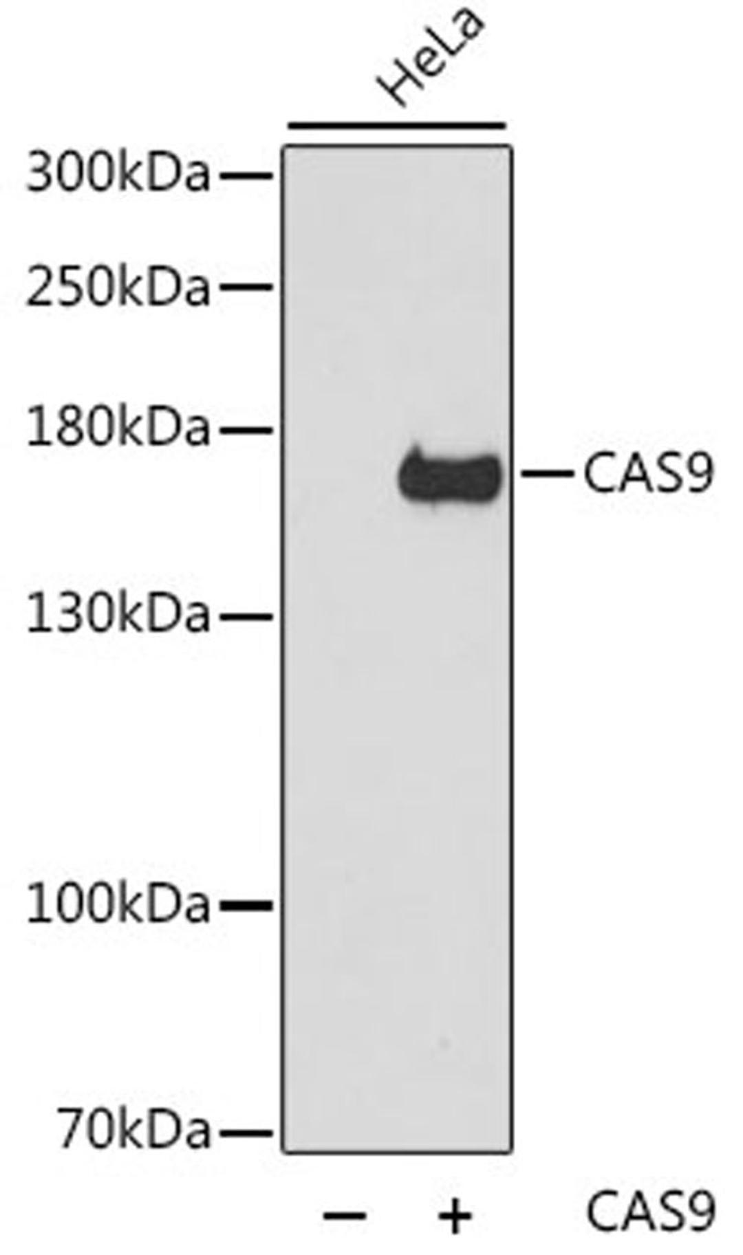 Western blot - CAS9 antibody (A14997)