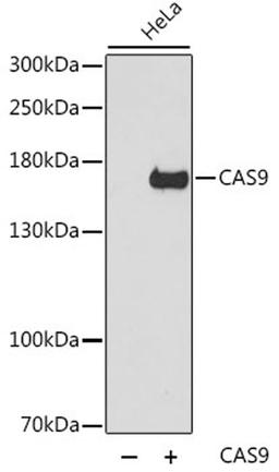 Western blot - CAS9 antibody (A14997)