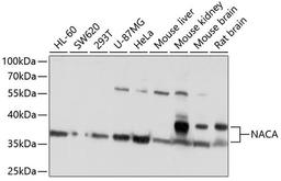 Western blot - NACA antibody (A10122)