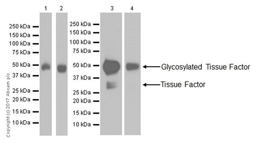 Western blot - Anti-Tissue Factor antibody [EPR18160-175]