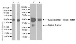 Western blot - Anti-Tissue Factor antibody [EPR18160-175]