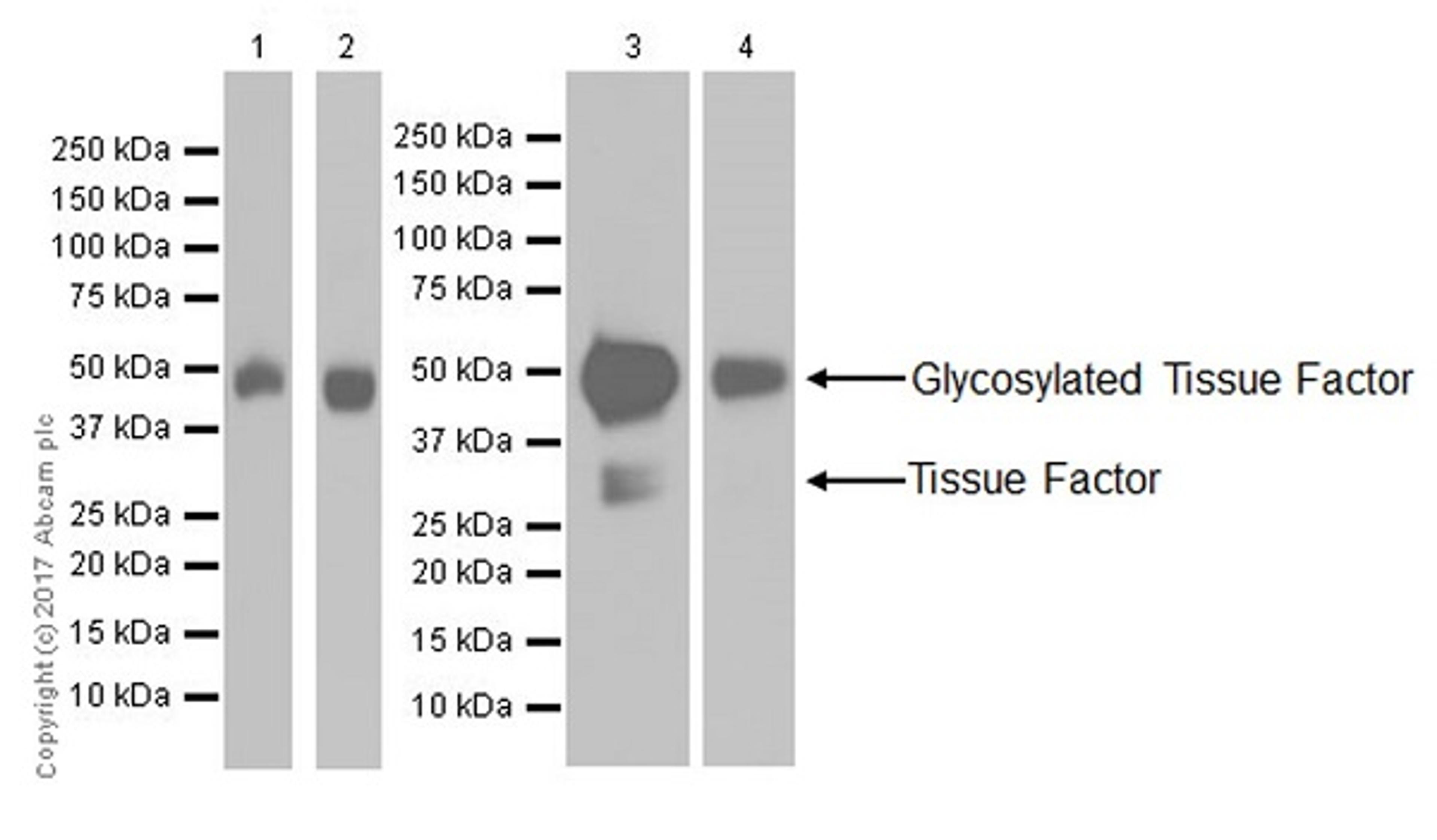 Western blot - Anti-Tissue Factor antibody [EPR18160-175]