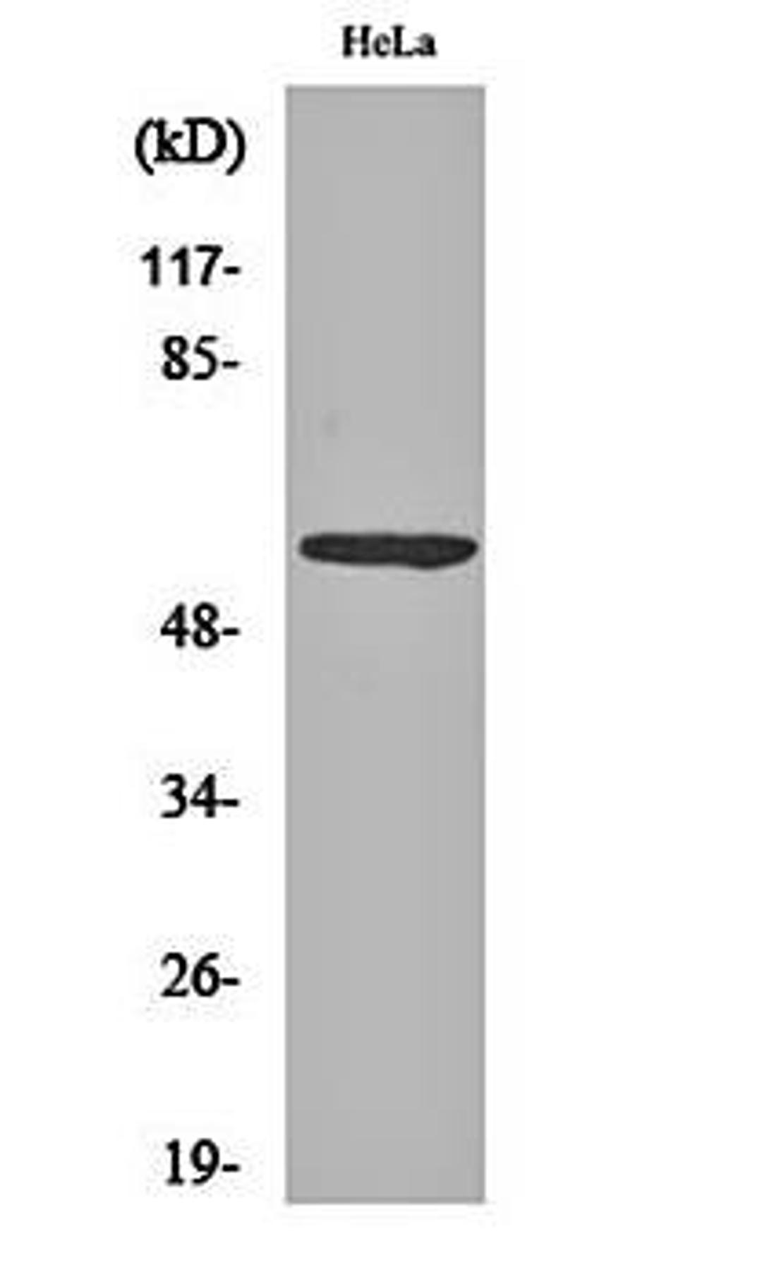 Western blot analysis of Hela cell lysates using G3BP1 (phospho-S232) antibody