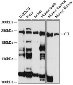 Western blot - CIT antibody (A3668)