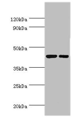 Western blot. All lanes: Cyclic AMP-responsive element-binding protein 3 antibody at 6ug/ml. Lane 1: Jurkat whole cell lysate. Lane 2: HepG2 whole cell lysate. Secondary. Goat polyclonal to rabbit IgG at 1/10000 dilution. Predicted band size: 44, 42, 40 kDa. Observed band size: 44 kDa.
