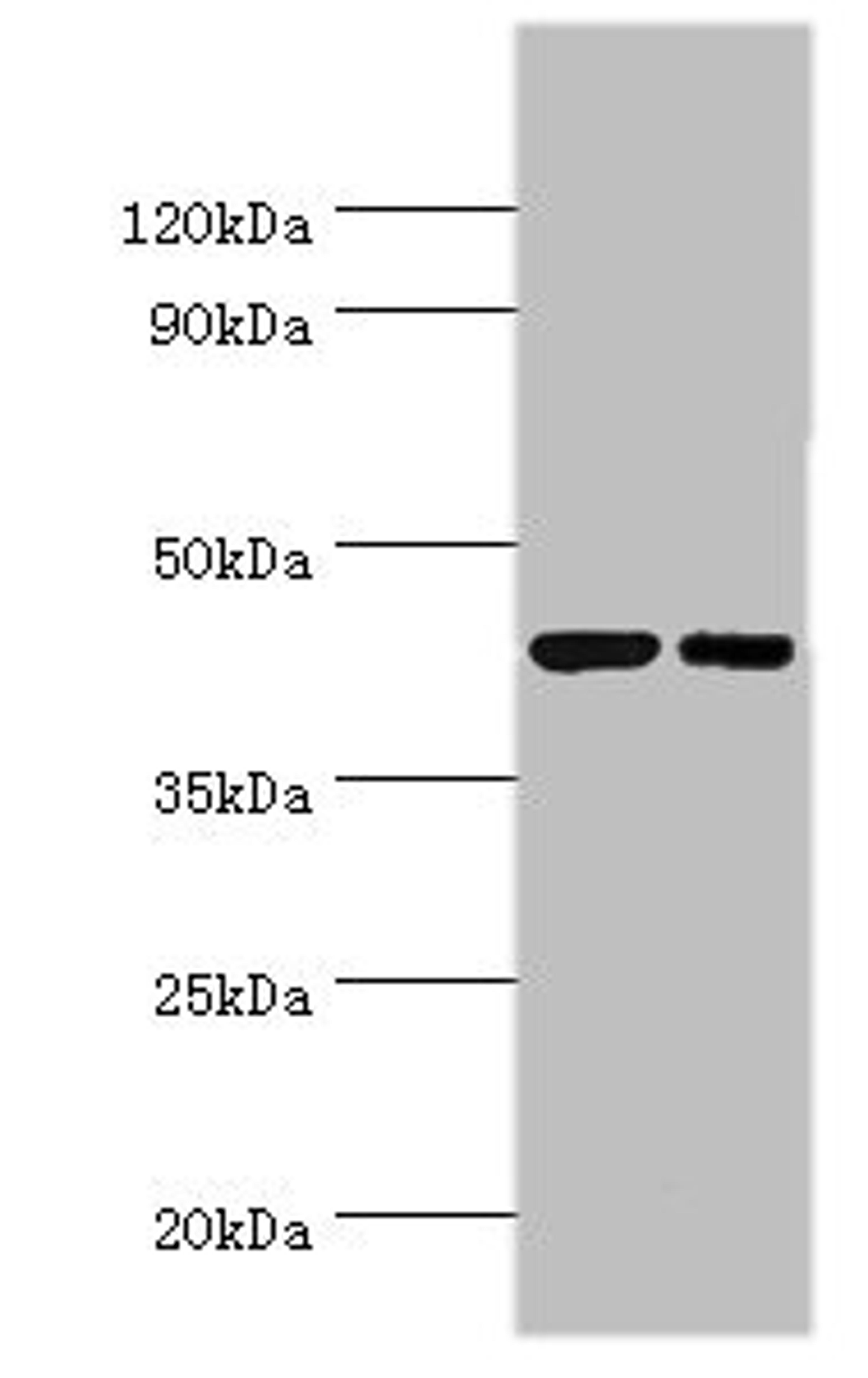 Western blot. All lanes: Cyclic AMP-responsive element-binding protein 3 antibody at 6ug/ml. Lane 1: Jurkat whole cell lysate. Lane 2: HepG2 whole cell lysate. Secondary. Goat polyclonal to rabbit IgG at 1/10000 dilution. Predicted band size: 44, 42, 40 kDa. Observed band size: 44 kDa.