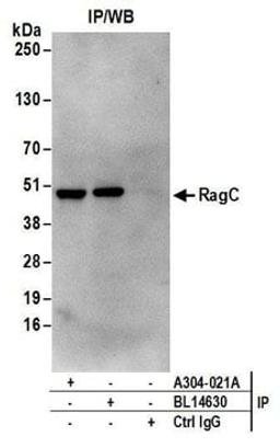 Detection of human RRAGC/RagC by western blot of immunoprecipitates.