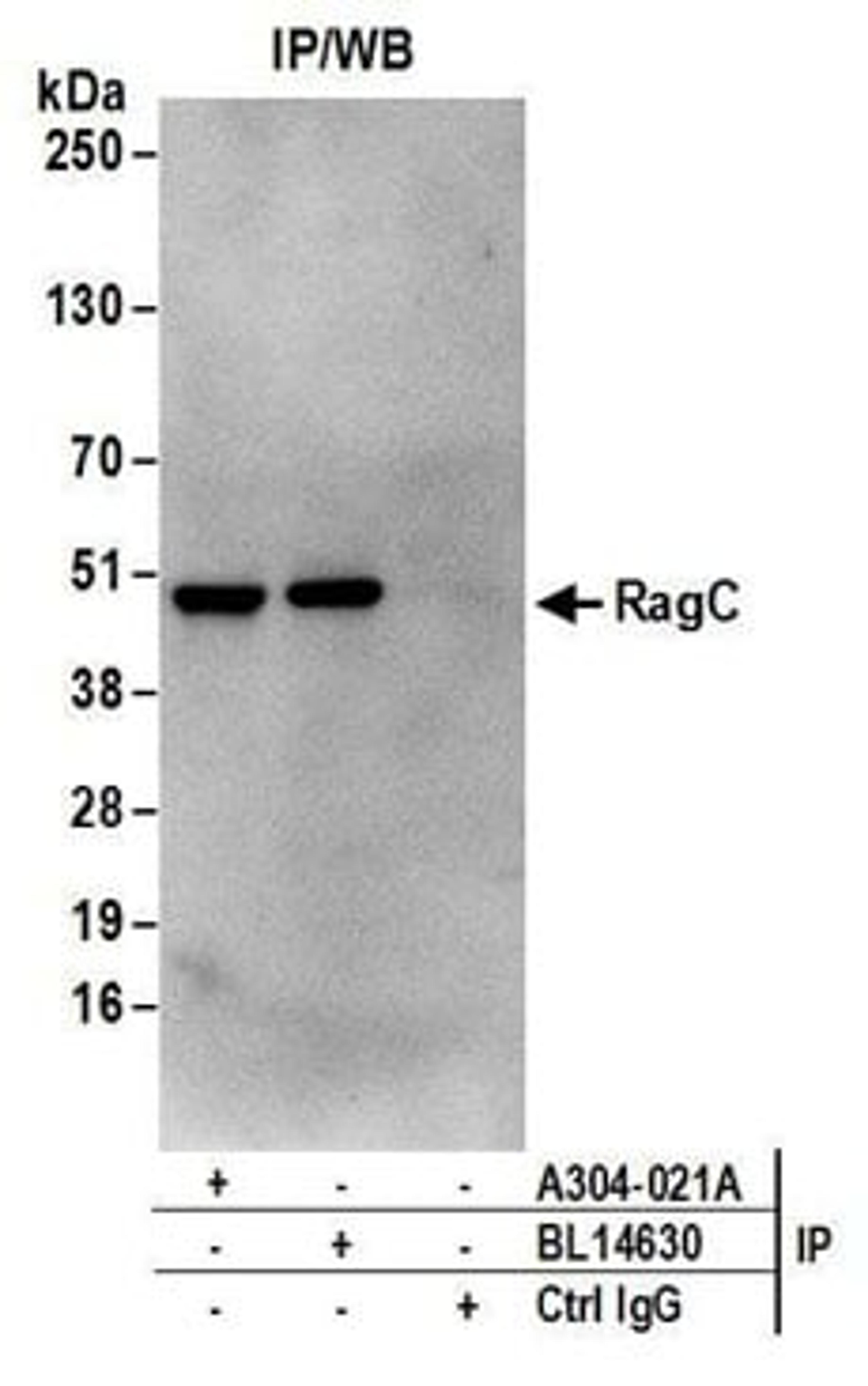 Detection of human RRAGC/RagC by western blot of immunoprecipitates.