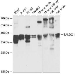 Western blot - TALDO1 antibody (A13551)