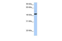 Antibody used in WB on Human Placenta at 0.2-1 ug/ml.