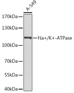 Western blot - Na+/K+-ATPase antibody (A7878)