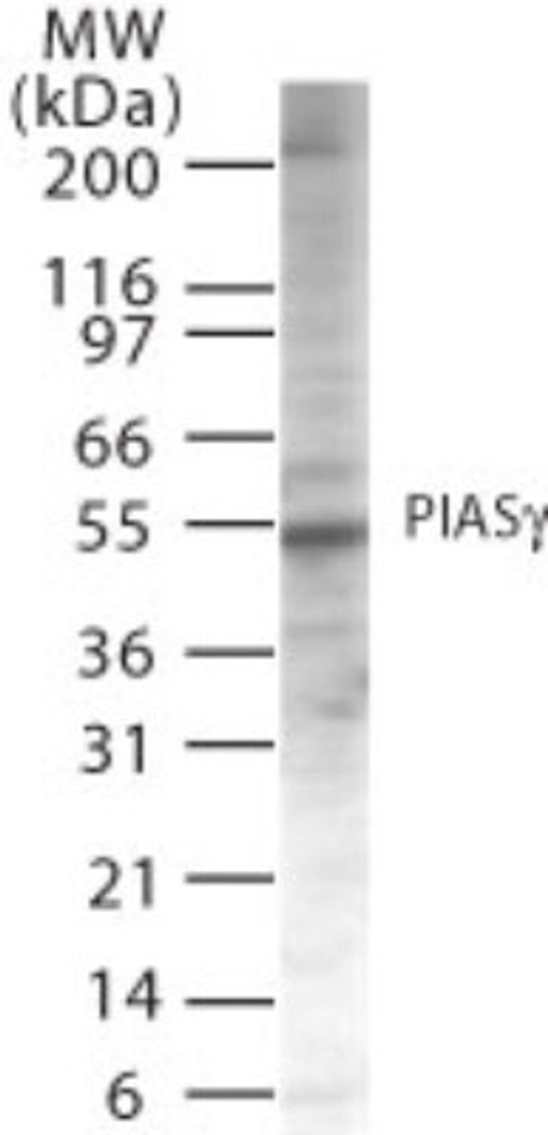 Western Blot: PIASy Antibody [NB600-1318] - Western blot analysis of PIASg in Jurkat cell lysate using NB600-1318 at 2 ug/ml.