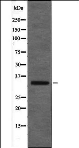 Western blot analysis of COS7 whole cell lysates using MAX -Phospho-Ser2- antibody