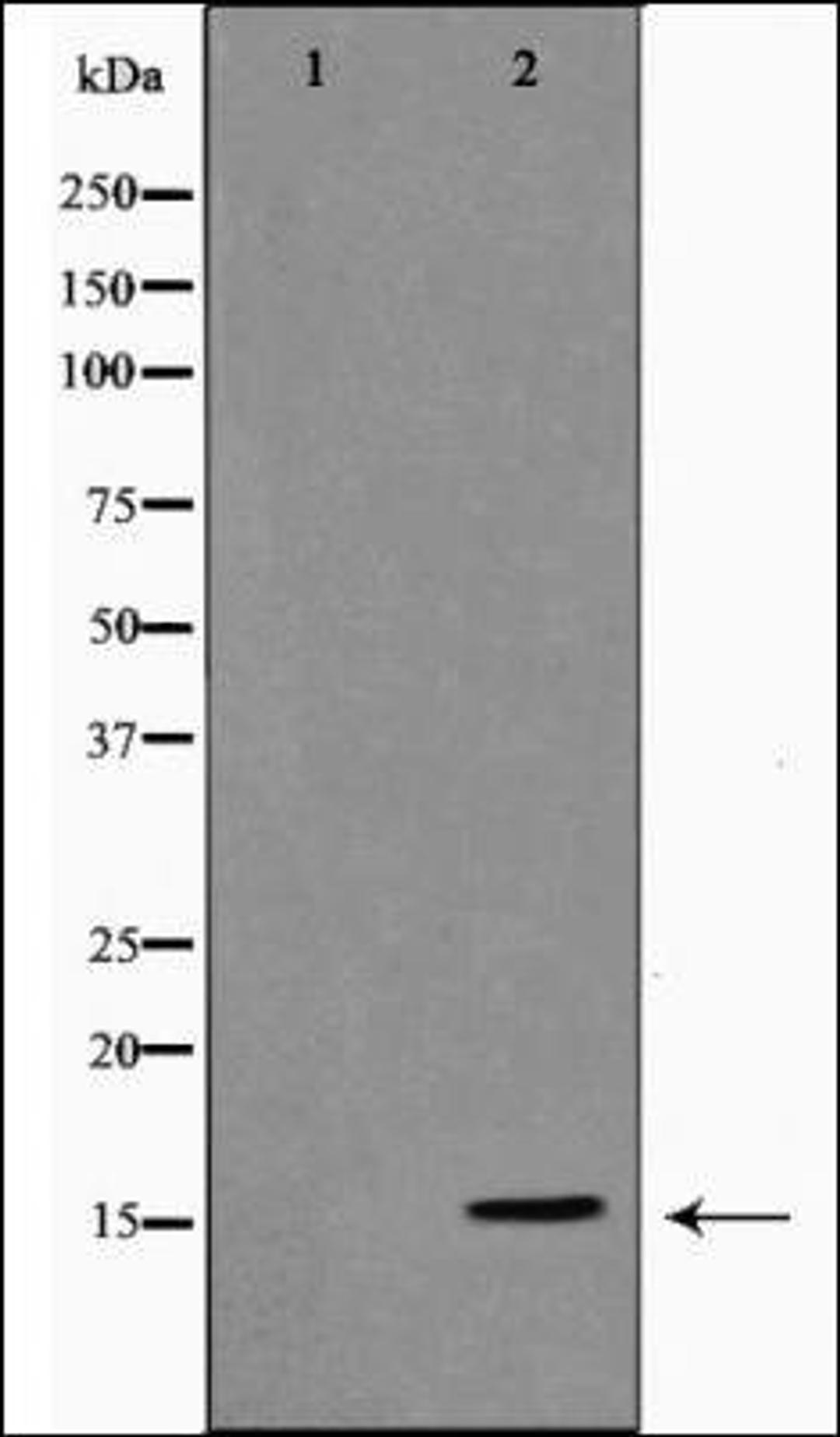 Western blot analysis of using Histone H3 antibody