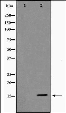 Western blot analysis of using Histone H3 antibody