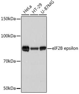 Western blot - eIF2B epsilon Rabbit mAb (A8670)