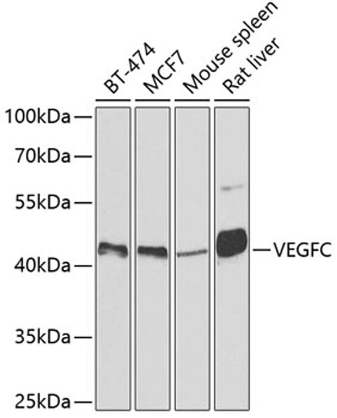 Western blot - VEGFC antibody (A2556)