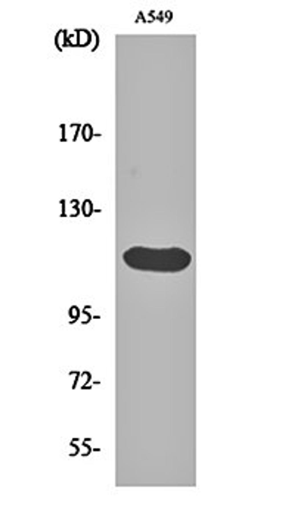 Western blot analysis of A549 cell lysates using Bek antibody