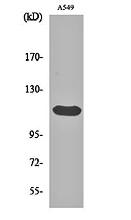 Western blot analysis of A549 cell lysates using Bek antibody