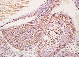 Immunohistochemical analysis of formalin-fixed paraffin embedded mouse embryo tissue using Utrophin antibody (dilution at 1:200)