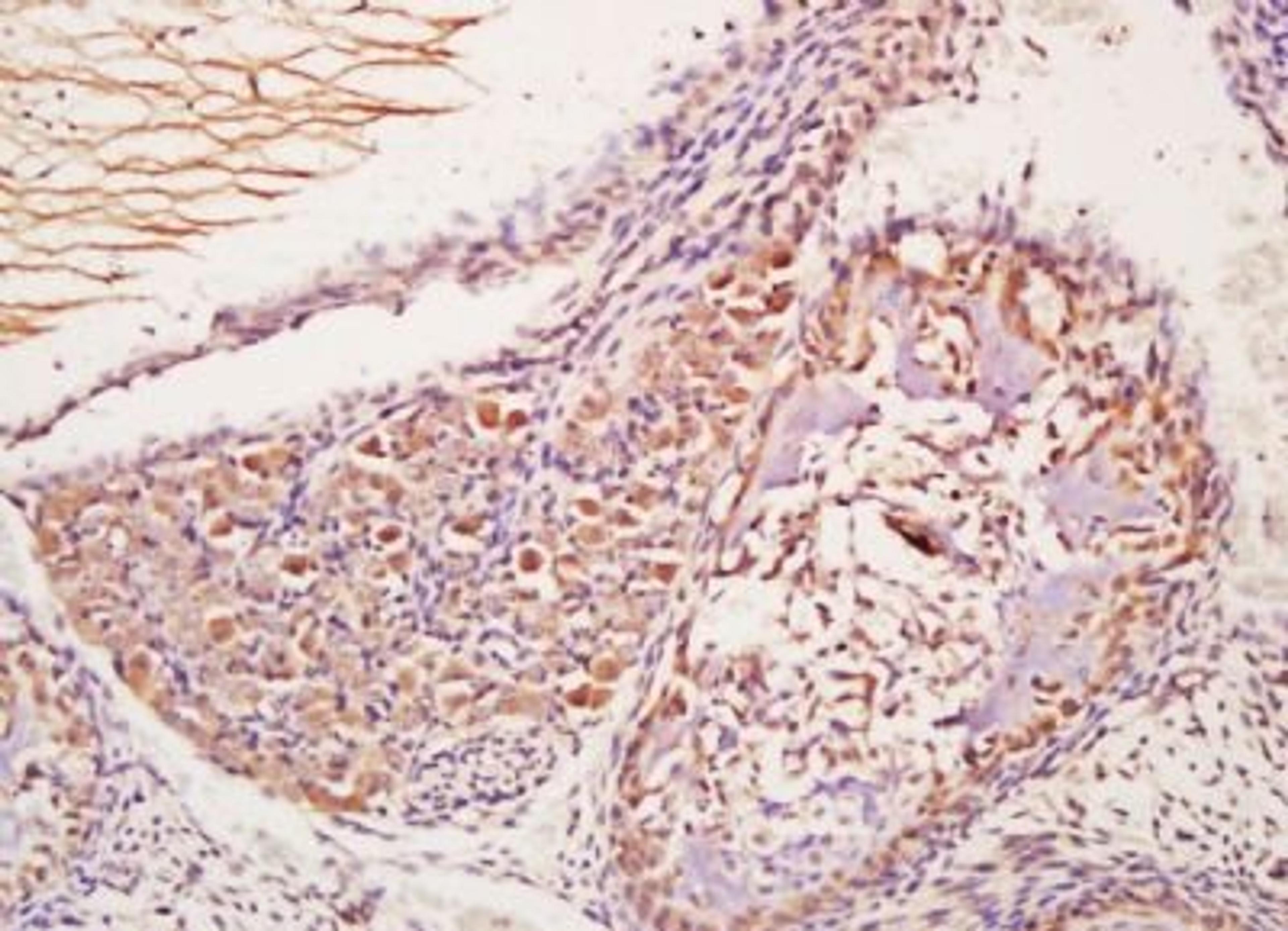 Immunohistochemical analysis of formalin-fixed paraffin embedded mouse embryo tissue using Utrophin antibody (dilution at 1:200)