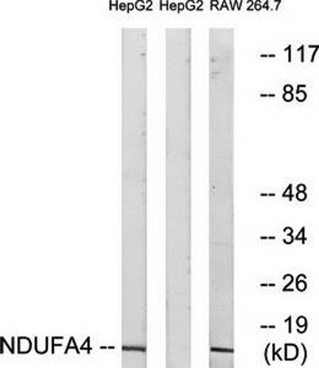 Western blot analysis of extracts from HepG2 cells and RAW264.7 cells using NDUFA4 antibody