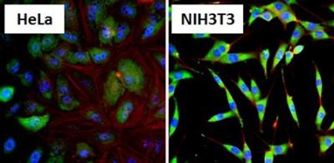 Immunocytochemistry/Immunofluorescence: HSP90 alpha Antibody [NB120-2928] - Analysis of Heat Shock Protein 86 (HSP86, green) in HeLa cells and NIH3T3 cells. Formalin fixed cells were permeabilized with 0.1% Triton X-100 in TBS for 10 minutes at room temperature and blocked with 1% Blocker BSA for 15 minutes at room temperature. Cells were probed with a HSP86 polyclonal antibody, at a dilution of 1:100 for at least 1 hour at room temperature, washed with PBS, and incubated with DyLight 488 goat-anti-rabbit IgG secondary antibody at a dilution of 1:400 for 30 minutes at room temperature. Nuclei (blue) were stained with Hoechst 33342 dye.