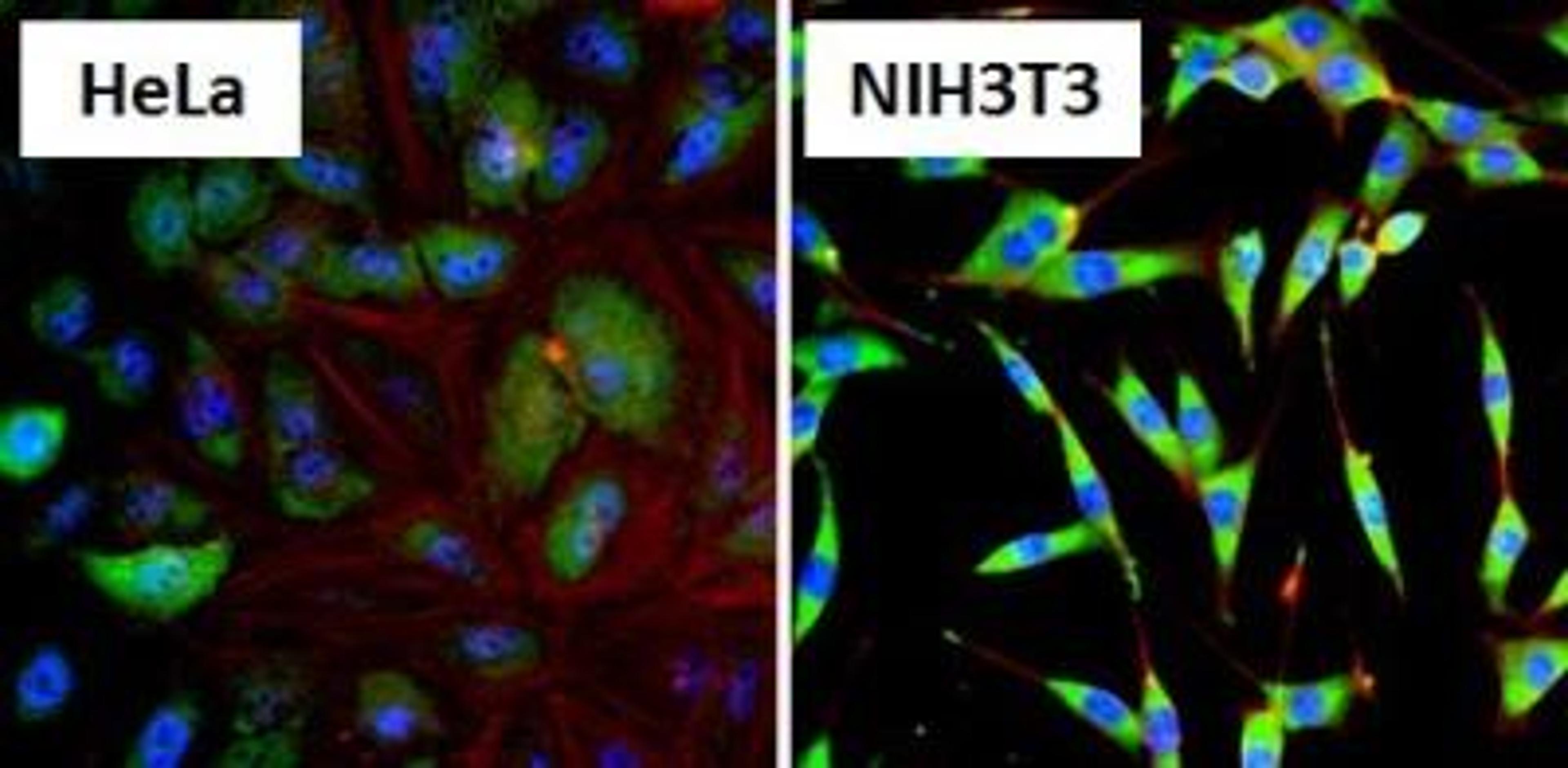 Immunocytochemistry/Immunofluorescence: HSP90 alpha Antibody [NB120-2928] - Analysis of Heat Shock Protein 86 (HSP86, green) in HeLa cells and NIH3T3 cells. Formalin fixed cells were permeabilized with 0.1% Triton X-100 in TBS for 10 minutes at room temperature and blocked with 1% Blocker BSA for 15 minutes at room temperature. Cells were probed with a HSP86 polyclonal antibody, at a dilution of 1:100 for at least 1 hour at room temperature, washed with PBS, and incubated with DyLight 488 goat-anti-rabbit IgG secondary antibody at a dilution of 1:400 for 30 minutes at room temperature. Nuclei (blue) were stained with Hoechst 33342 dye.