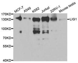 Western blot analysis of extracts of various cell lines using LIG1 antibody