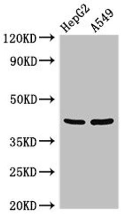 Western Blot. Positive WB detected in: HepG2 whole cell lysate, A549 whole cell lysate. All lanes: PITX2 antibody at 3µg/ml. Secondary. Goat polyclonal to rabbit IgG at 1/50000 dilution. Predicted band size: 36, 31 kDa. Observed band size: 42 kDa