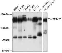 Western blot - TRIM28 antibody (A2245)