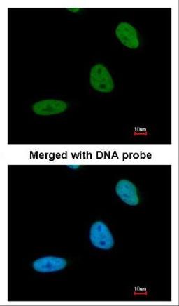 Immunocytochemistry/Immunofluorescence: BRE Antibody [NBP1-33038] - Analysis of paraformaldehyde-fixed HeLa