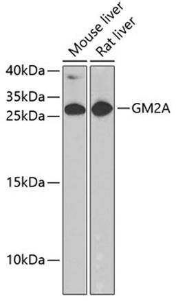 Western blot - GM2A antibody (A6605)