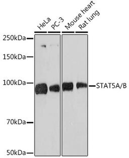 Western blot - STAT5A/B Rabbit mAb (A5029)