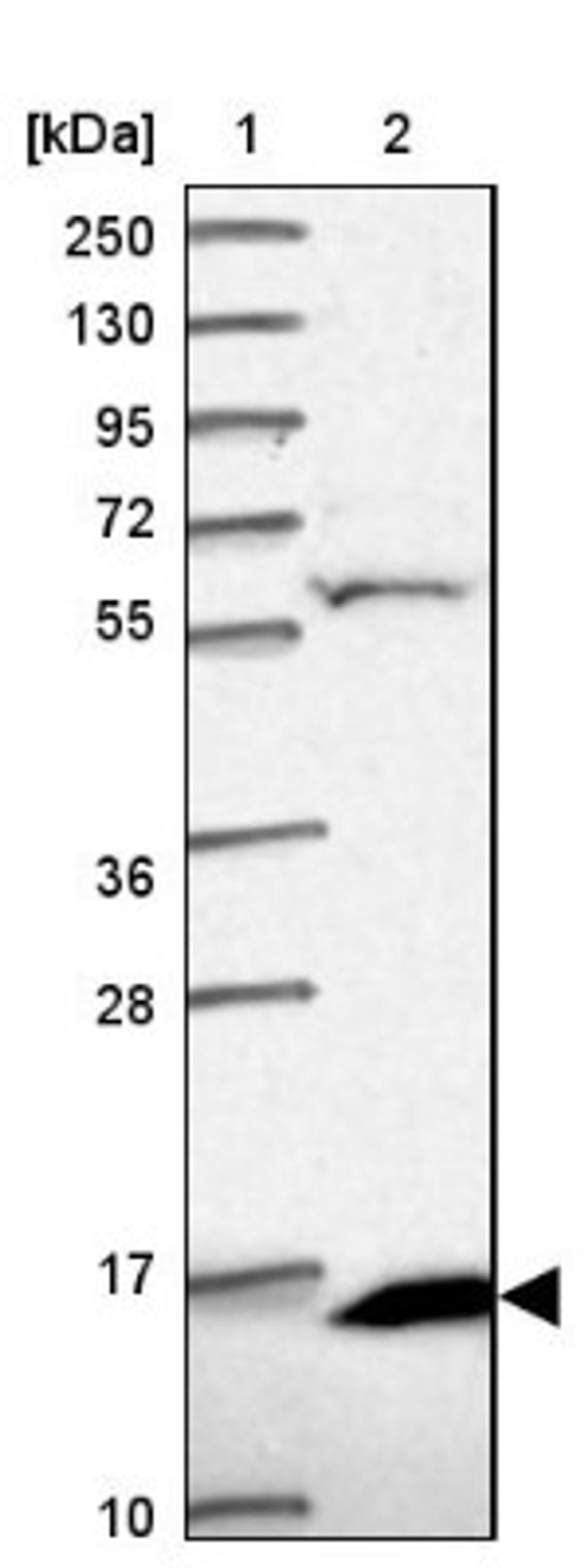 Western Blot: MRPS16 Antibody [NBP2-33587] - Lane 1: Marker [kDa] 250, 130, 95, 72, 55, 36, 28, 17, 10<br/>Lane 2: Human cell line RT-4