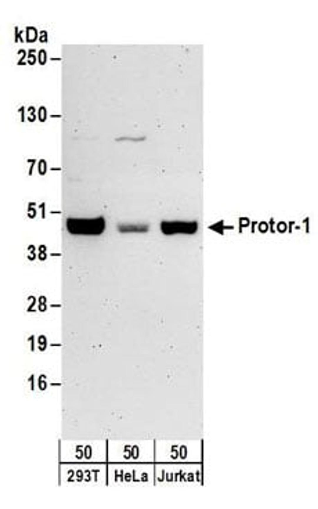 Detection of human Protor-1 by western blot.