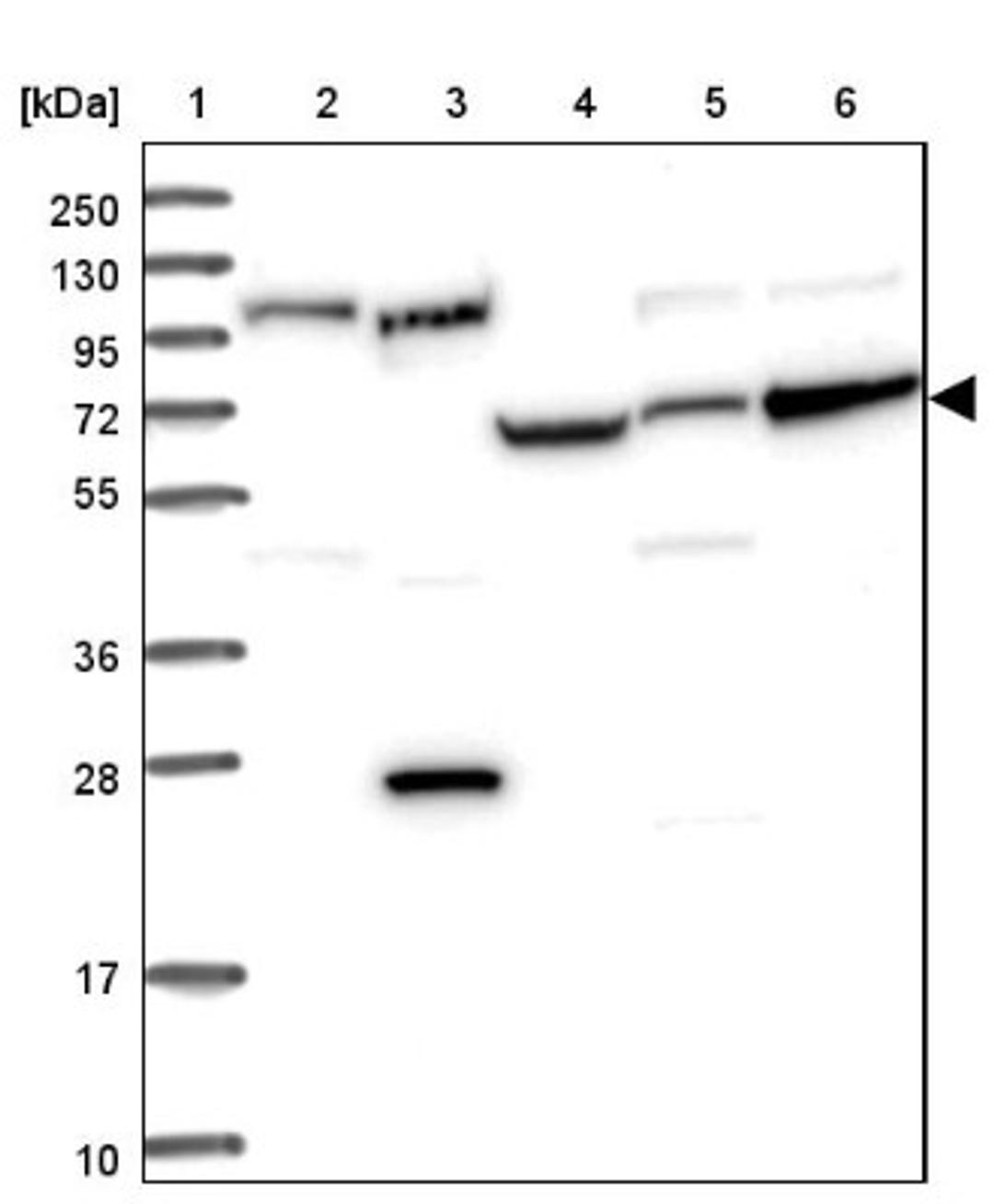 Western Blot: RPAP2 Antibody [NBP2-13248] - Lane 1: Marker [kDa] 250, 130, 95, 72, 55, 36, 28, 17, 10<br/>Lane 2: Human cell line RT-4<br/>Lane 3: Human cell line U-251MG sp<br/>Lane 4: Human plasma (IgG/HSA depleted)<br/>Lane 5: Human liver tissue<br/>Lane 6: Human tonsil tissue