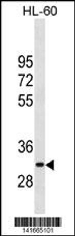 Western blot analysis in HL-60 cell line lysates (35ug/lane).