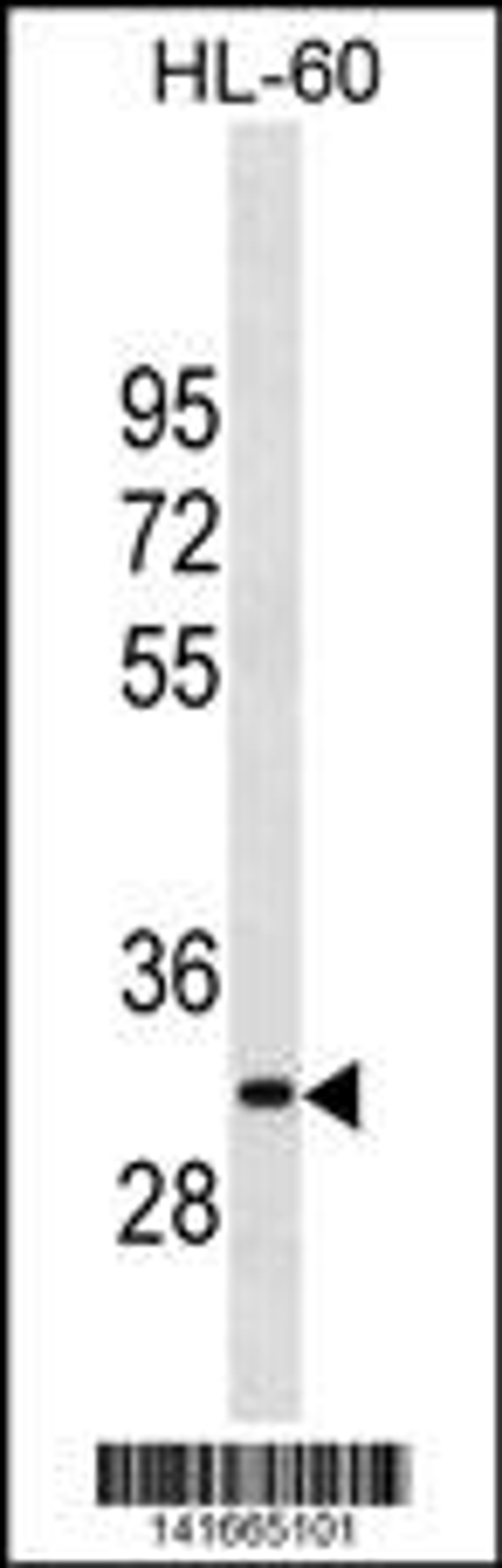 Western blot analysis in HL-60 cell line lysates (35ug/lane).