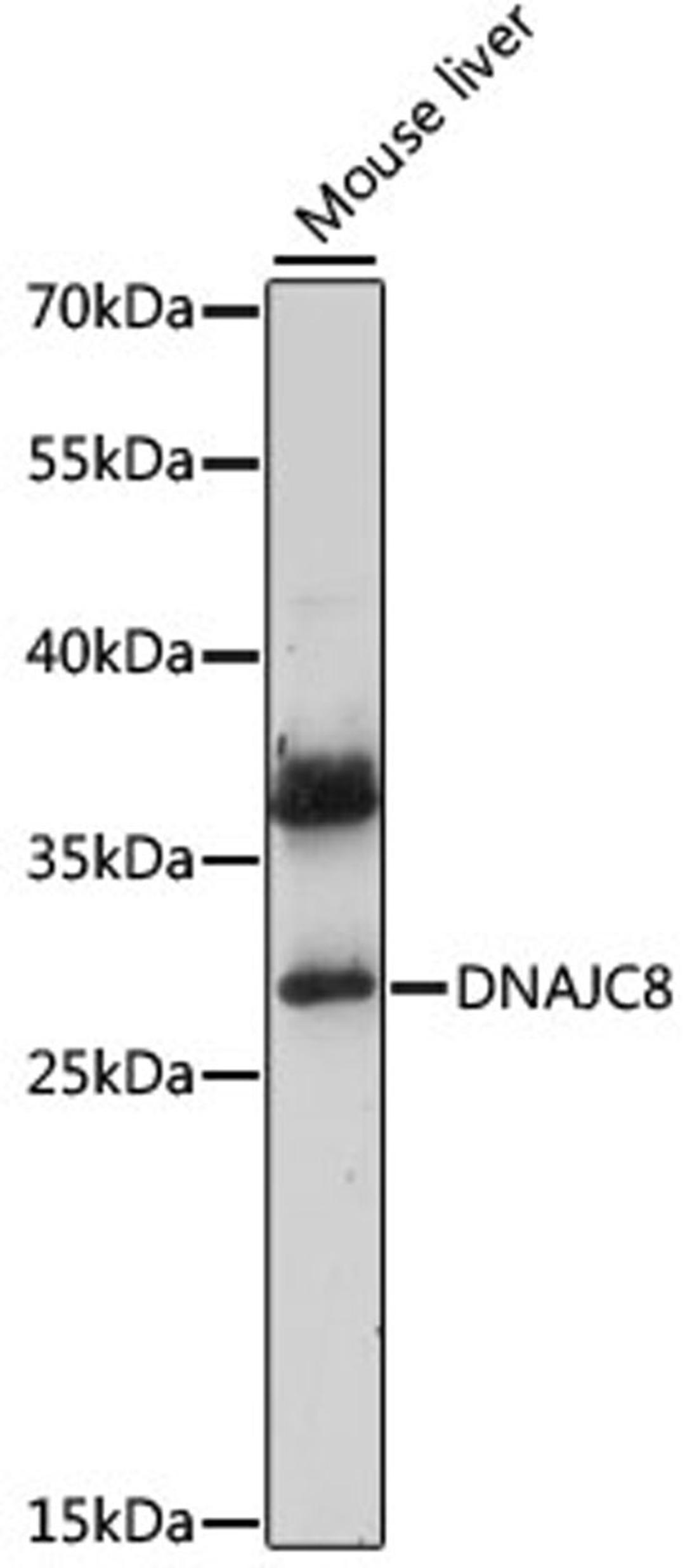 Western blot - DNAJC8 antibody (A15793)