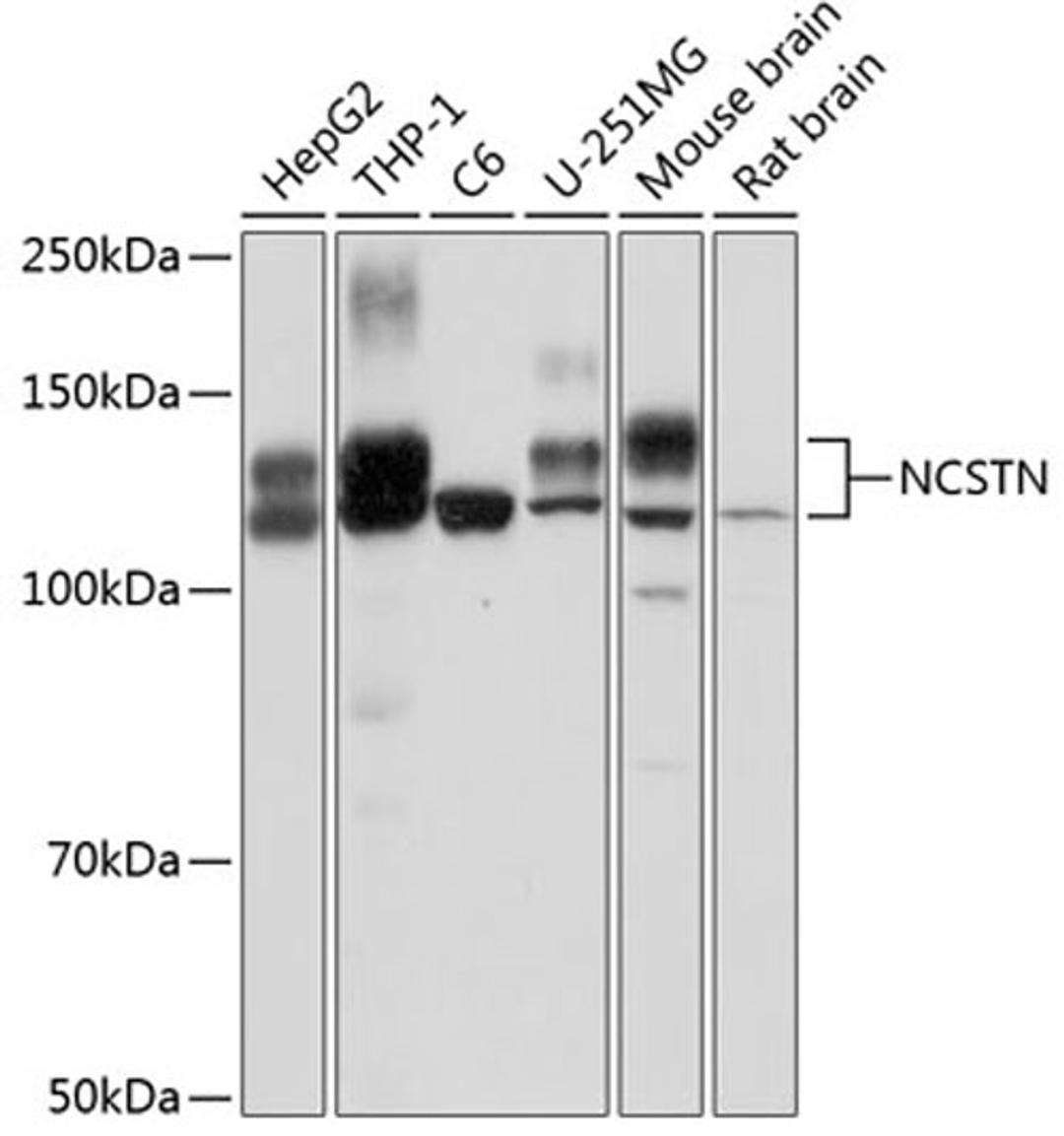 Western blot - NCSTN Polyclonal Antibody (A0128)