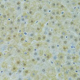 Immunohistochemistry - SOX14 antibody (A13674)