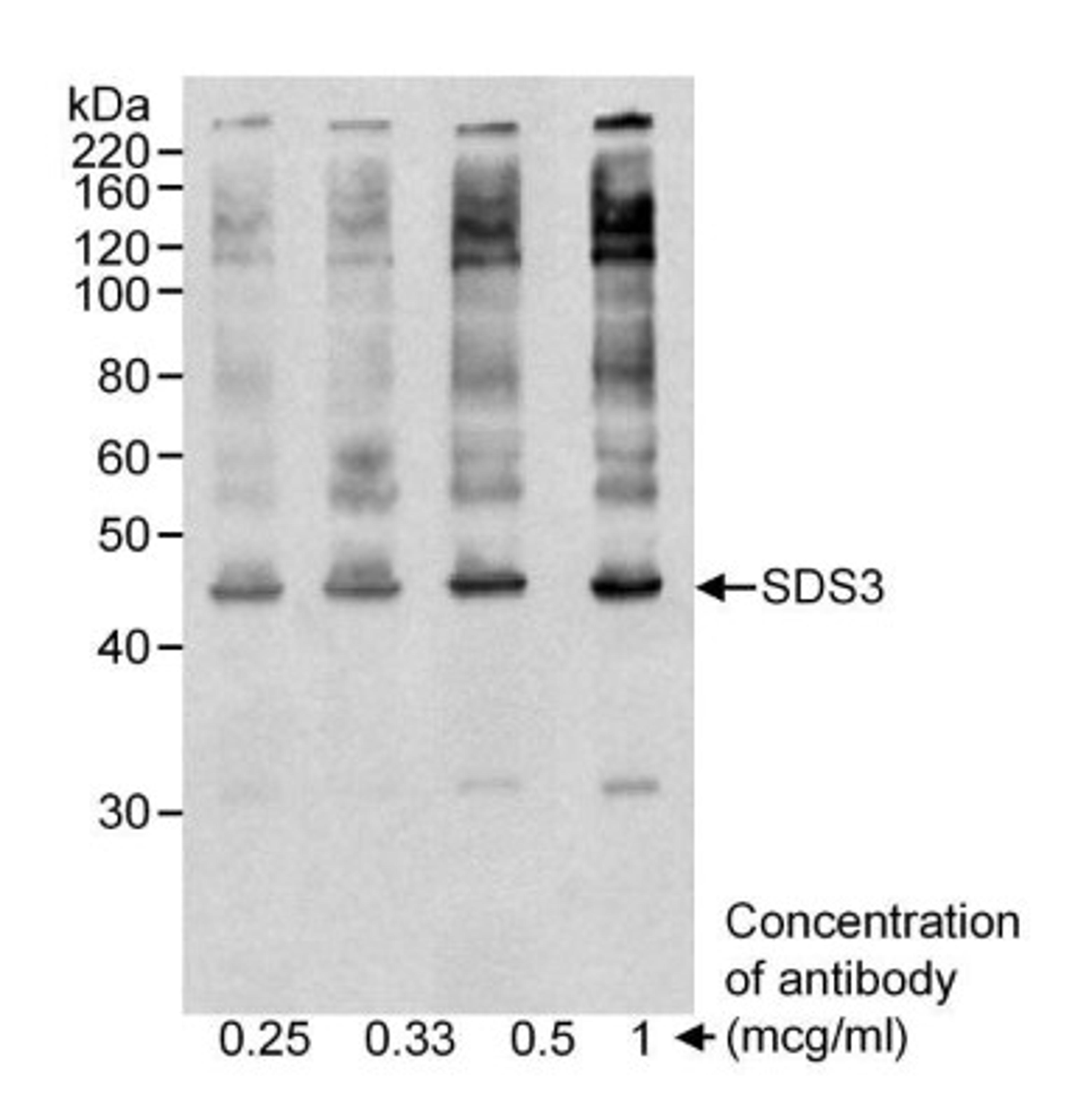 Western Blot: SDS3 Antibody [NB100-257] - RIPA whole cell extract (50 ug) from HeLa cells.  Antibody used at the concentrations that are indicated.