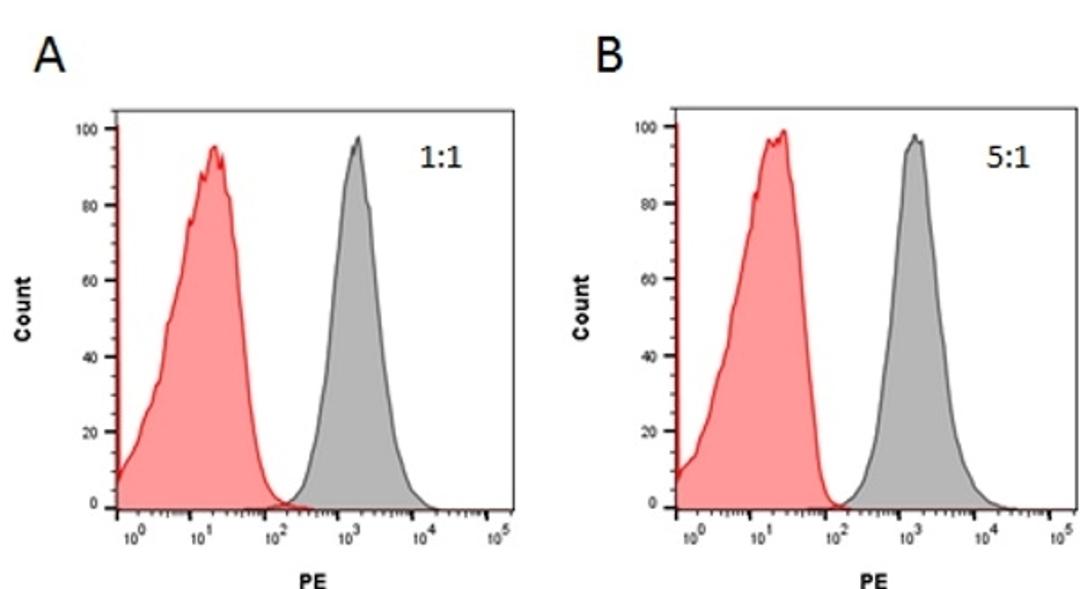 Inhibition of rituximab binding to CD20 by Human Anti-Rituximab Antibody